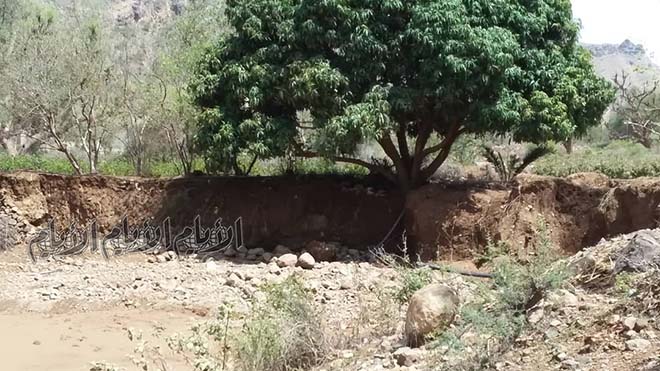 شجرة المانجو وادي الكحيل ذي حران معرضة للجرف شجرة المانجو وادي الكحيل ذي حران معرضة للجرف